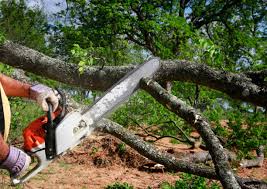 Organic Lawn Care Solutions in North Aurora, IL