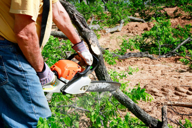 Best Hedge Trimming  in North Aurora, IL